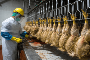 CHICKEN SLAUGHTERING (1)